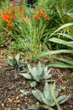 Agave parryi RCP08-07 473.jpg